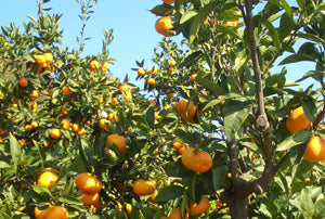 【10kg箱】訳あり 家庭用(キズ、カタチの不揃いあり)