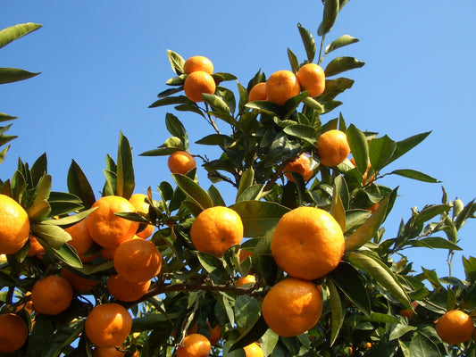 2025年豊島みかん販売　11月15日